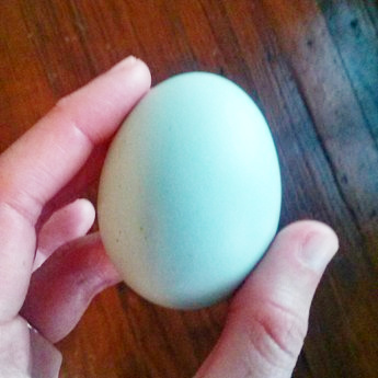 A blue egg.