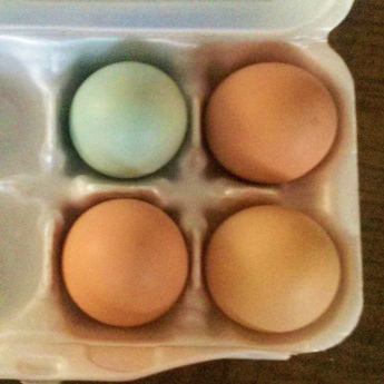 Four eggs in a carton.