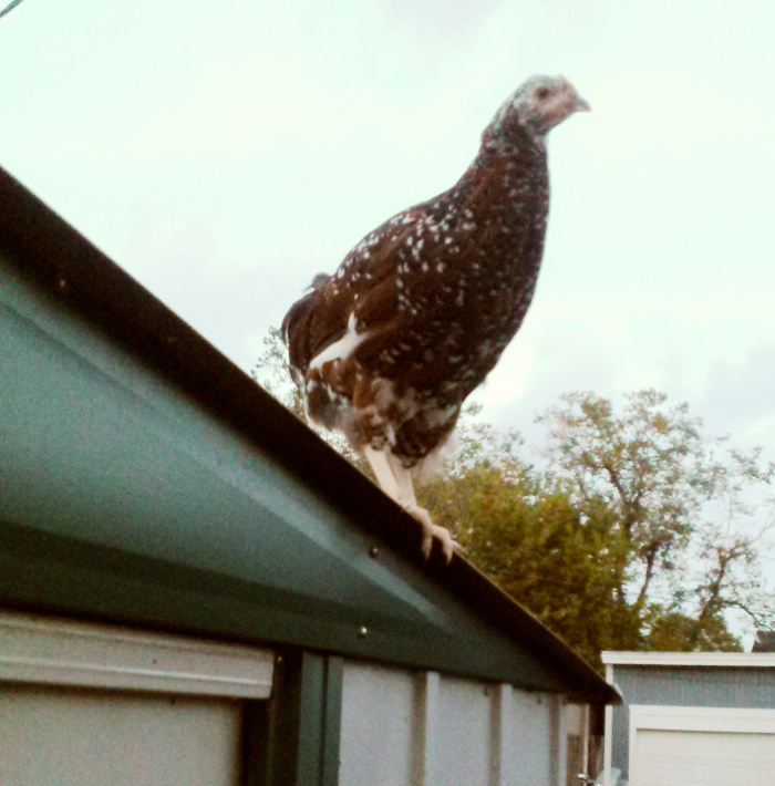 Callisto stands on the roof of the shed as an adolescent chicken.