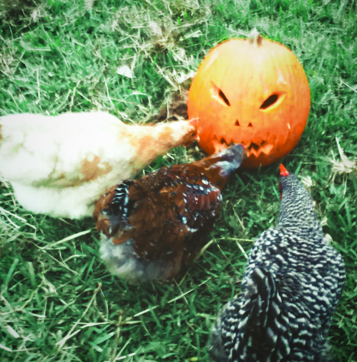 Three chickens inspect a carved pumpkin.