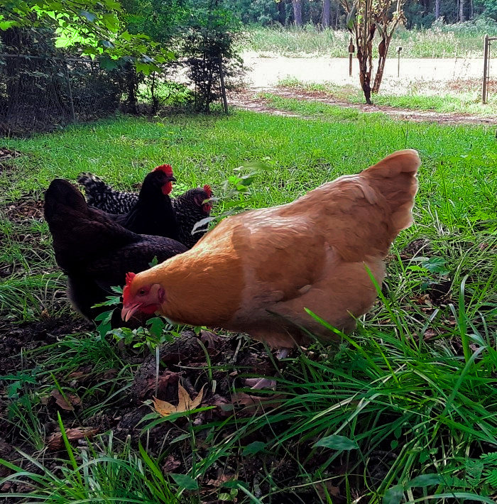 Callisto, a Speckled Sussex chicken, hunts insects.